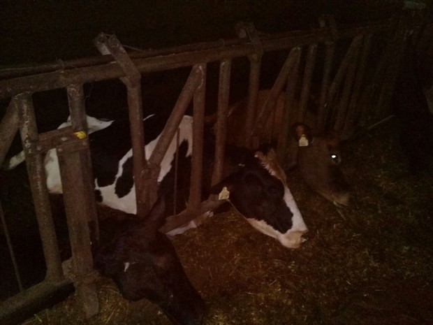 Vacas morreram após queda de raio (Foto:  André Bergo/Divulgação)