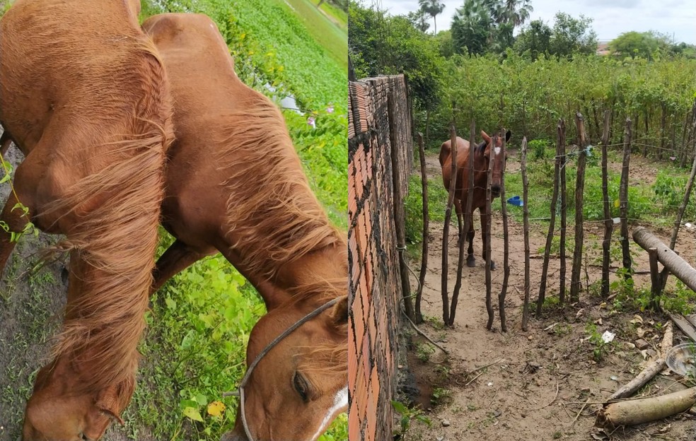 Éguas, cavalo e jumento são furtados de fazenda em Maranguape — Foto: Arquivo pessoal