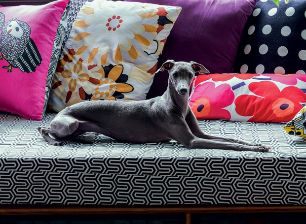 A elegante Brigitte, cadela da raça galgo, posa no sofá recheado de estampas (Foto: Lufe Gomes/Life by Lufe)