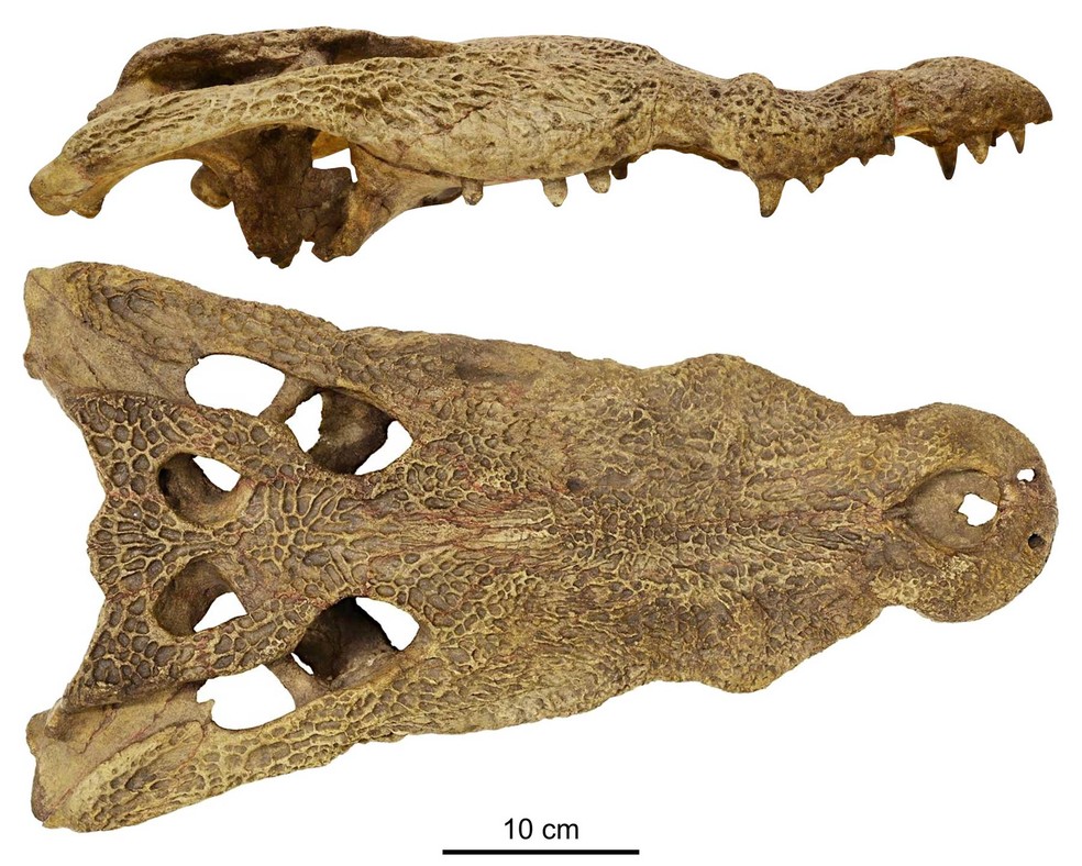 Estudo avaliou focinho de espécie extinta de crocodilos — Foto: Divulgação/Nature