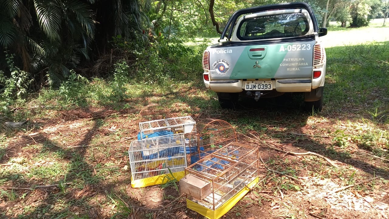 Polícia Ambiental resgata nove aves mantidas em cativeiro e emite R$ 4,5 mil em multas em Limeira