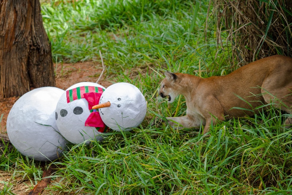Felinos com boneco de neve no Zoológico de Brasília — Foto: Luís Felipe Carvalho/Zoológico de Brasília