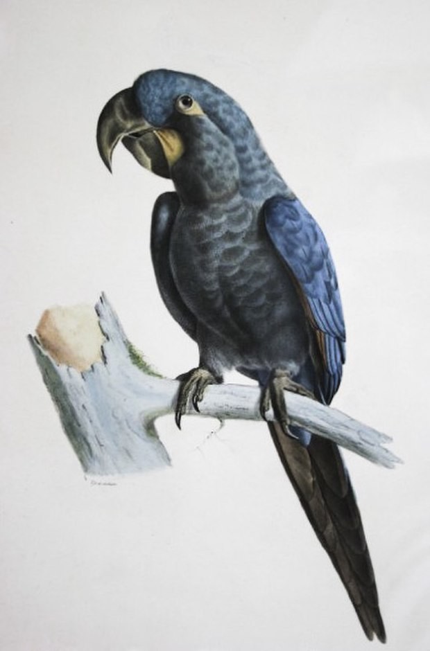 Ilustração de Bourjot Saint-Hilaire, 1837-1838 - Anodorhynchus glaucus (Foto: Domínio Público / WikimediaCommons)