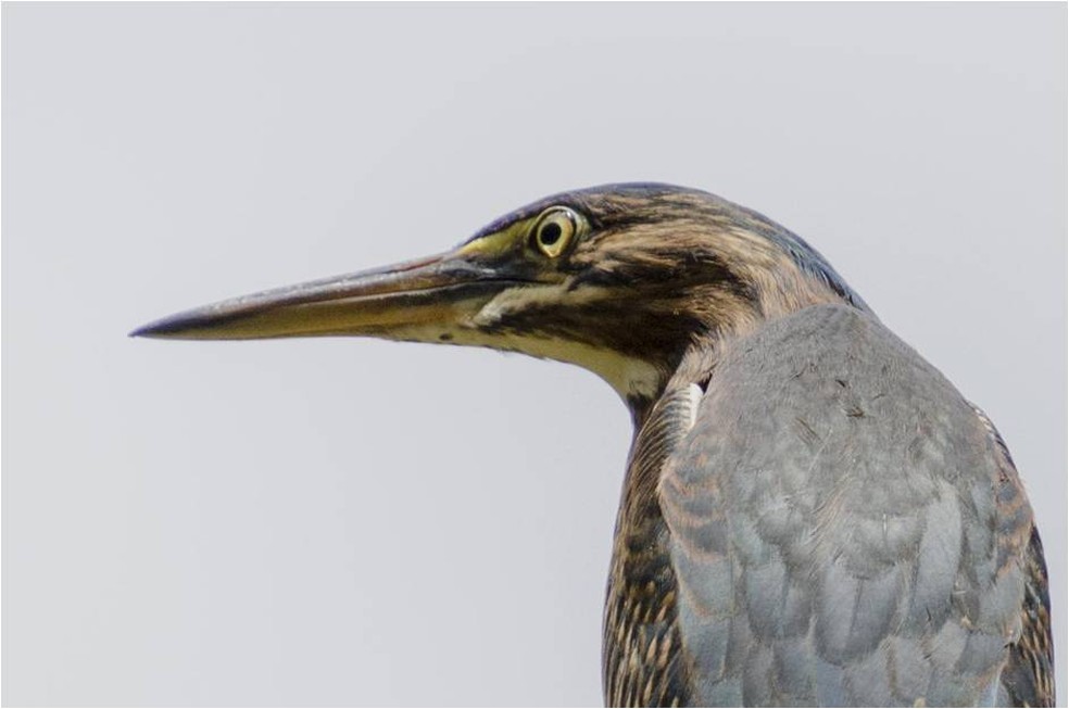 Socozinho é ave migratória que nidifica nas margens de rios e lagos (Foto: Alexandre Carvalho/VC no TG)
