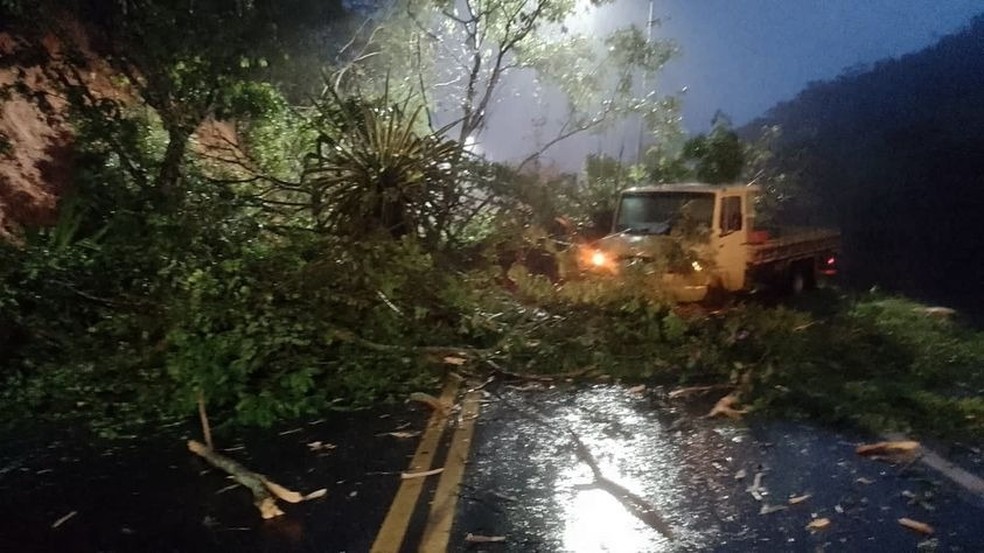 Árvore cai em trecho da ES-080 em Santa Leopoldina — Foto: Reprodução/Redes sociais