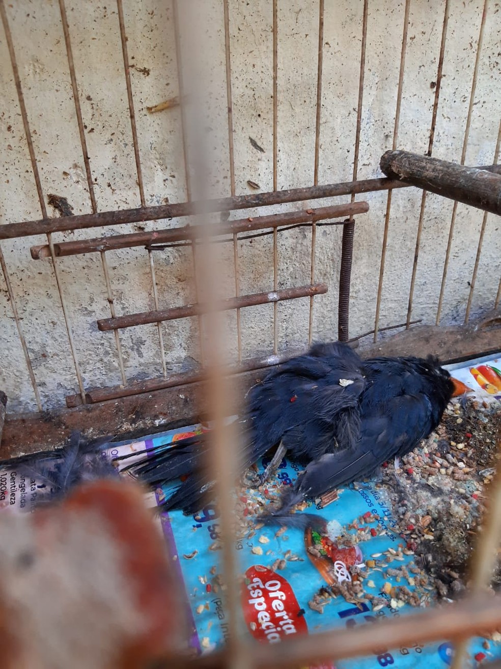 Mais de 600 animais morrem em centro de tratamento do Ibama  — Foto: Arquivo Pessoal