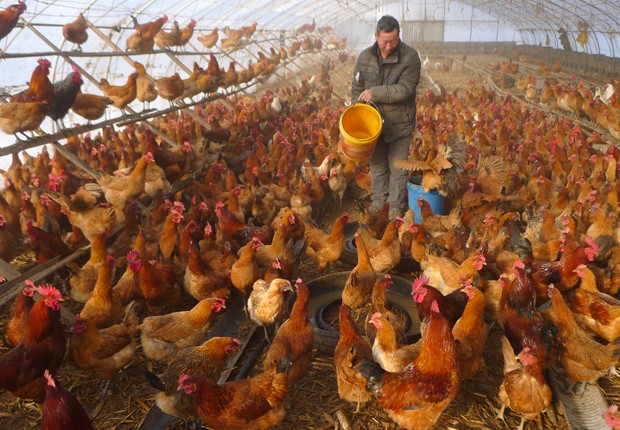 Trabalhador alimentando galinhas em Heihe, na província de Heilongjiang, na China (Foto: Qiu Qilong/VCG via Getty Images)