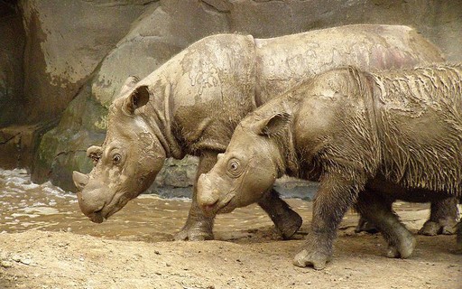 Morre o último rinoceronte de Sumatra fêmea da Malásia - Revista Galileu |  Meio Ambiente