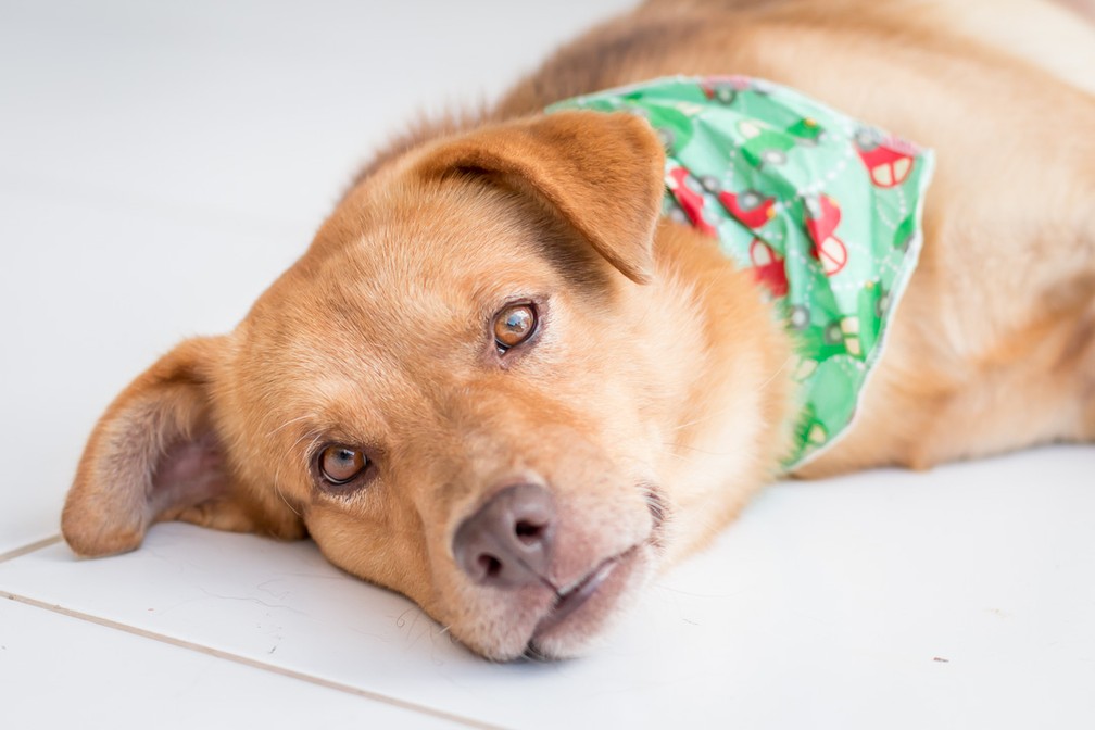 Florianópolis tem plataforma digital para estimular adoção de cachorros e  gatos | Santa Catarina | G1