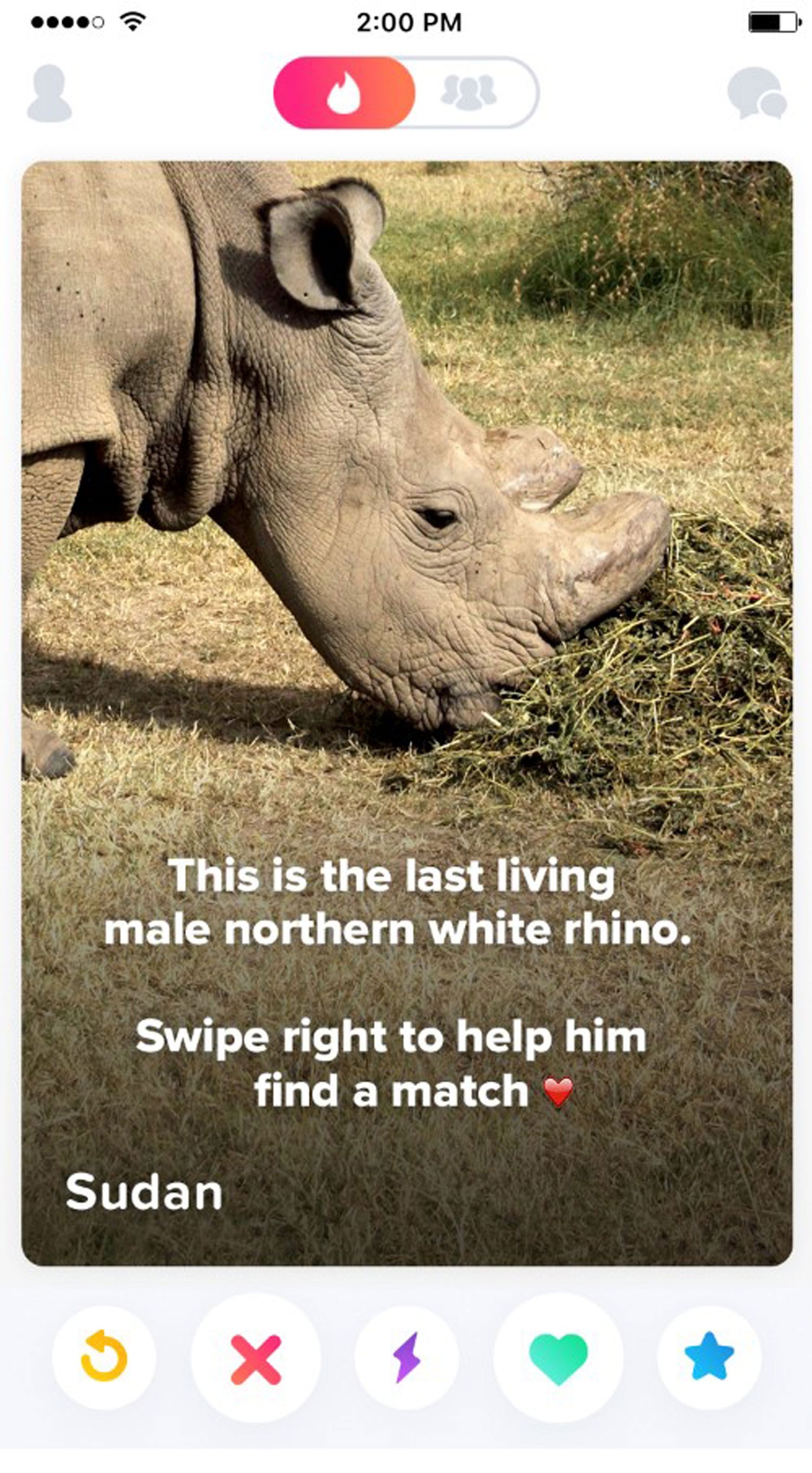 Este é o último macho vivo de rinoceronte-branco do norte. Deslize para a direita para ajudá-lo a encontrar uma parceira. (Foto: Reprodução)