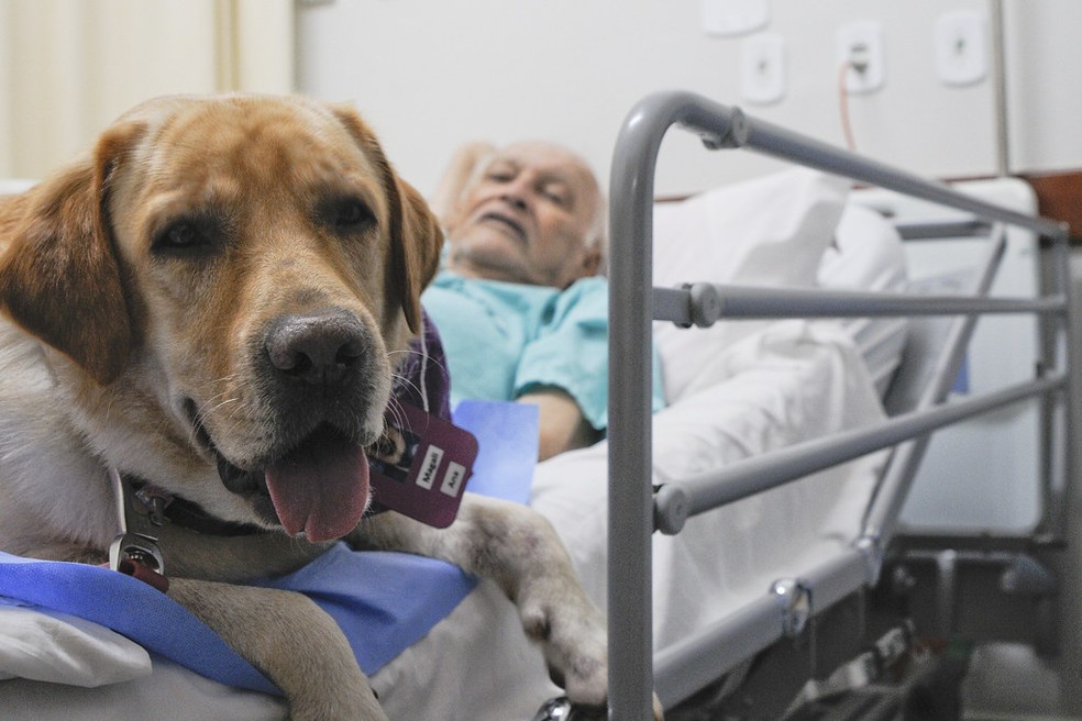 Labradora Magali visita paciente de hospital público no DF — Foto: Geovana Albuquerque/ Secretaria de Saúde do DF