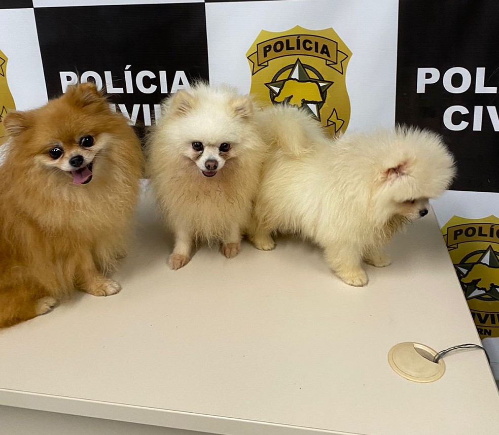 Animais da raça Lulu da Pomerânia roubados de petshop em Natal — Foto: Polícia Civil/Divulgação
