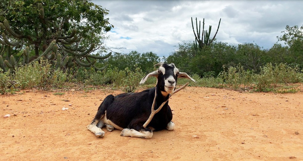 A carne de bode é magra e rica em nutrientes. O leite de cabra também é bastante usado na alimentação humana. — Foto: Celso Tavares/G1