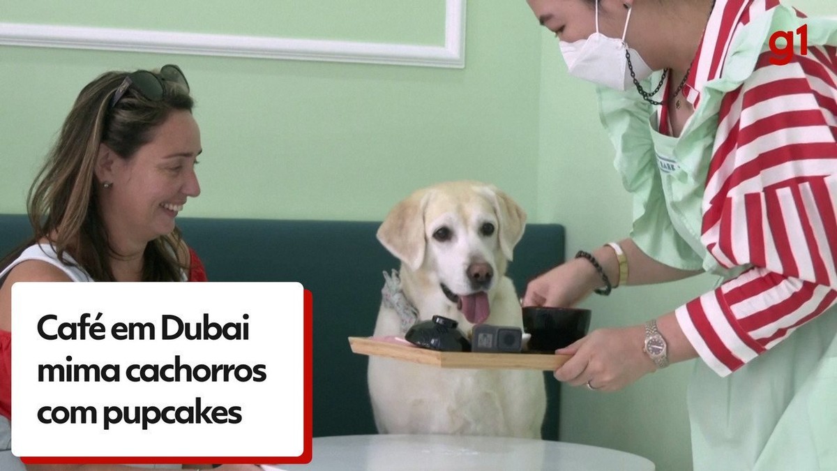 Restaurante em Dubai só cães e gatos atendem |  Animais de estimação