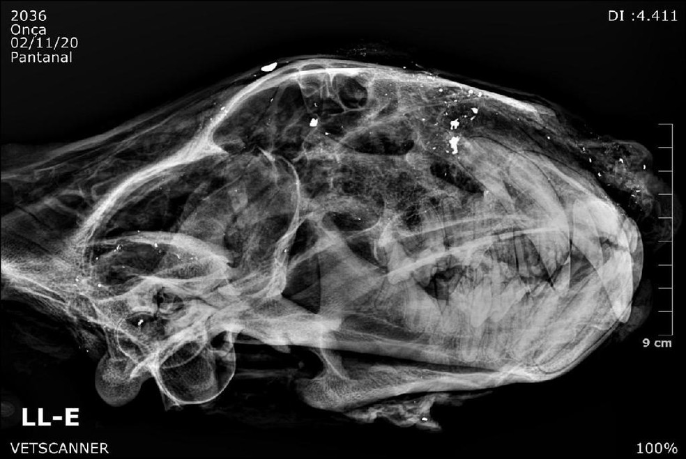 Imagem radiológica mostra bala estilhaçada em crânio de onça-pintada — Foto: VetScanner