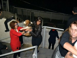 Grupo de ativistas retirou do local os cachorros da raça beagle que são usados em pesquisas (Foto: Divulgação/São Roque Notícias)
