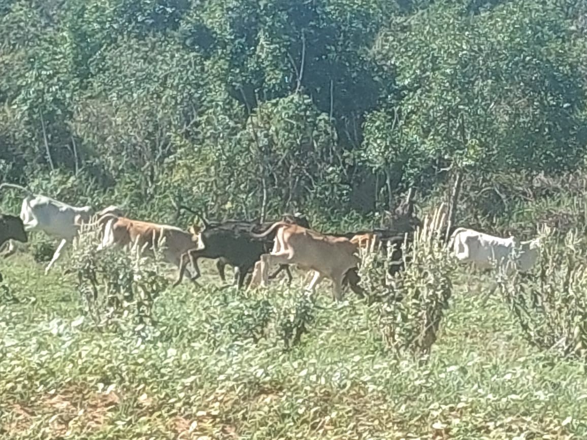 Homem recebe multa de R$ 15 mil por pastoreio de bovinos em reserva legal, em Marabá Paulista 