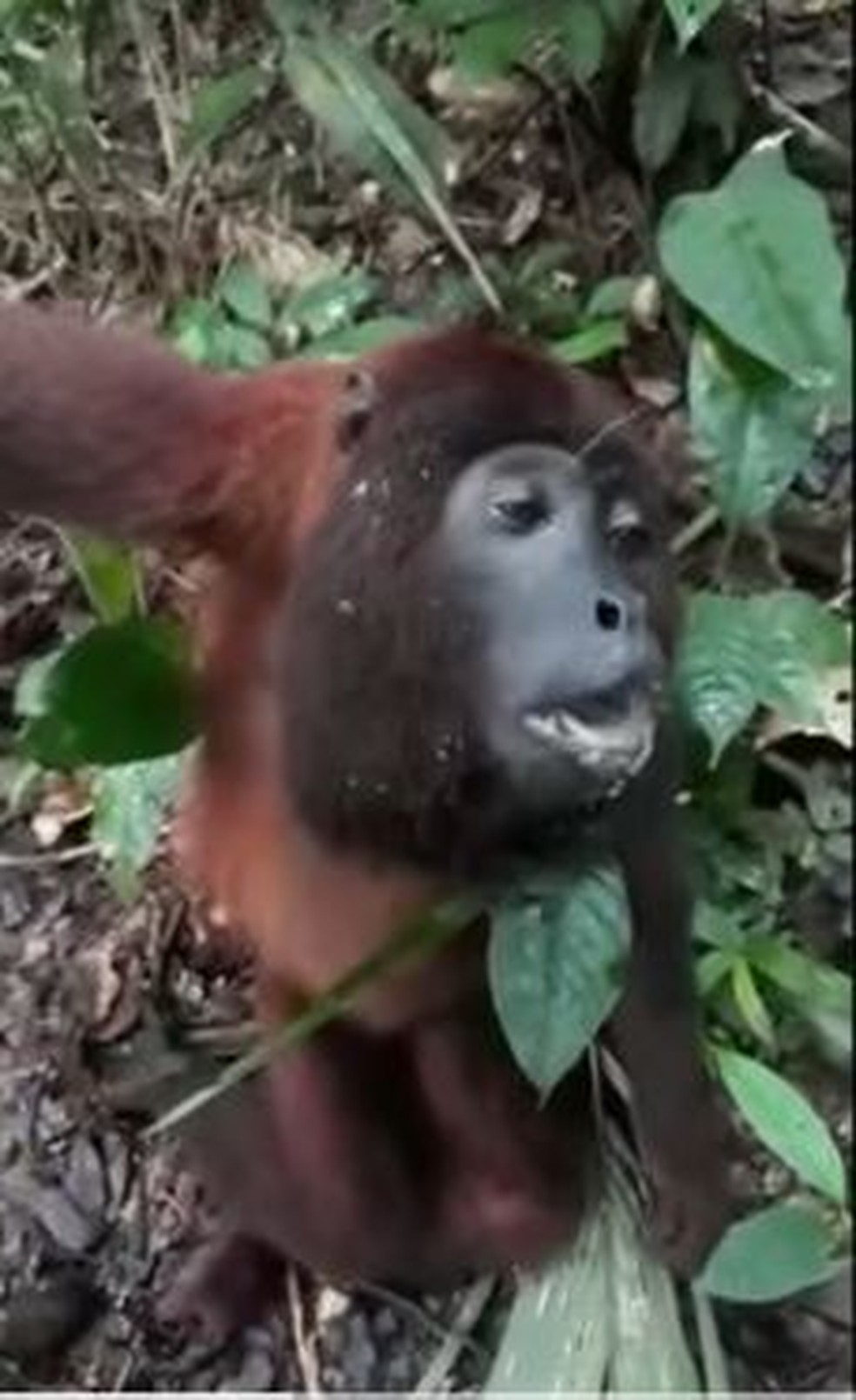 Macaco encontrado em floresta de Plácido de Castro foi achado ofegante — Foto: Reprodução