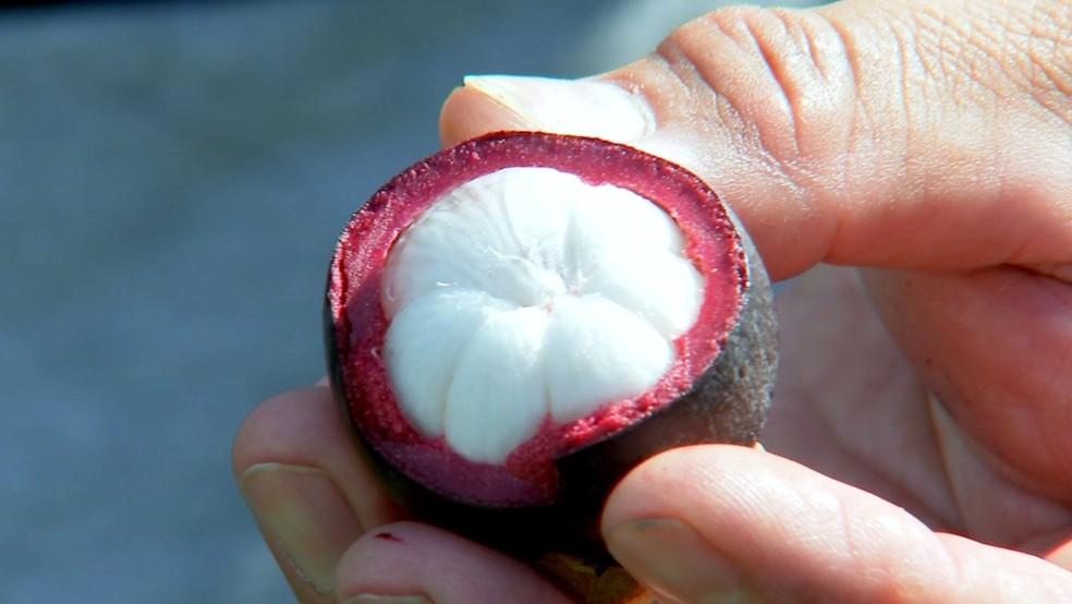 Mangostão e achachairu são cultivados no interior de SP | Nosso Campo | G1