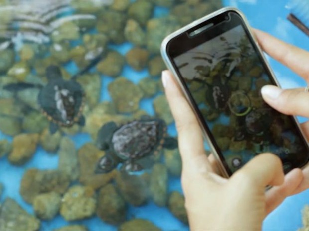 App vai ajudar na proteção de tartarugas marinhas (Foto: Reprodução/ TV Gazeta)