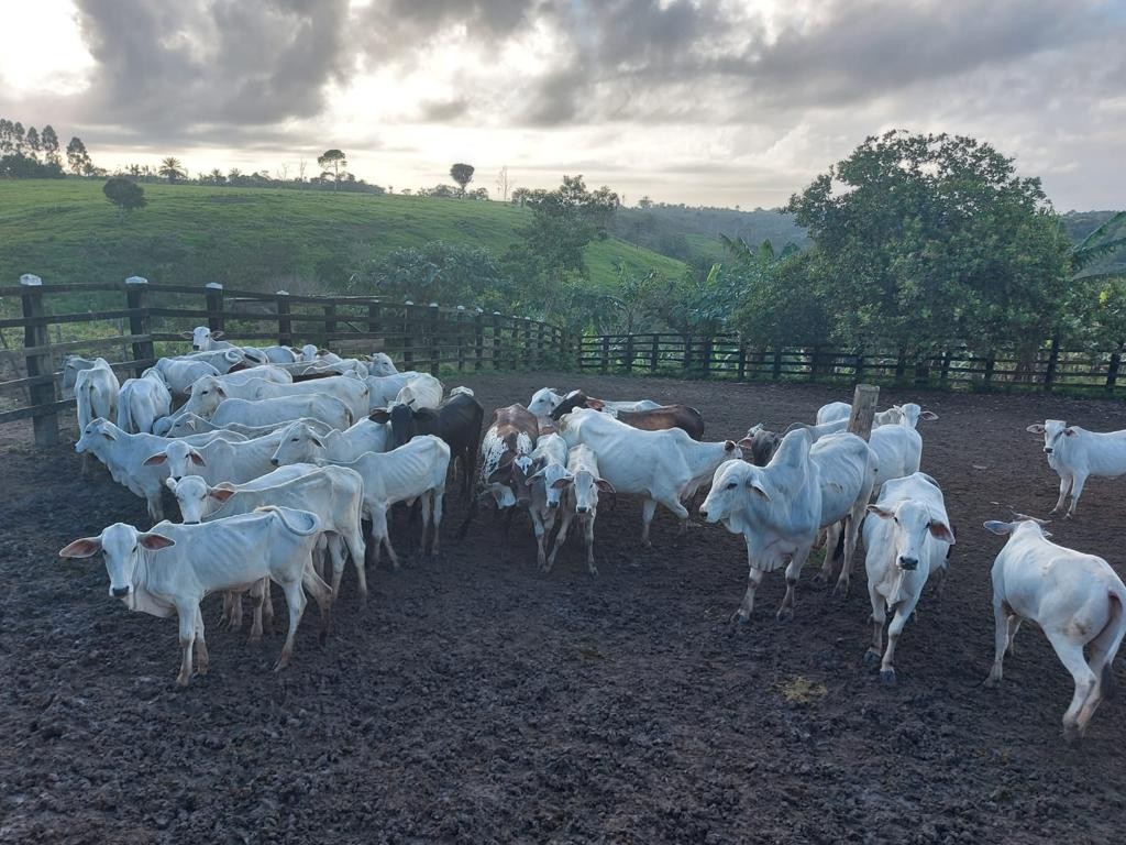 Criminosos invadem fazenda e roubam 37 cabeças de gado no Sul do Piauí