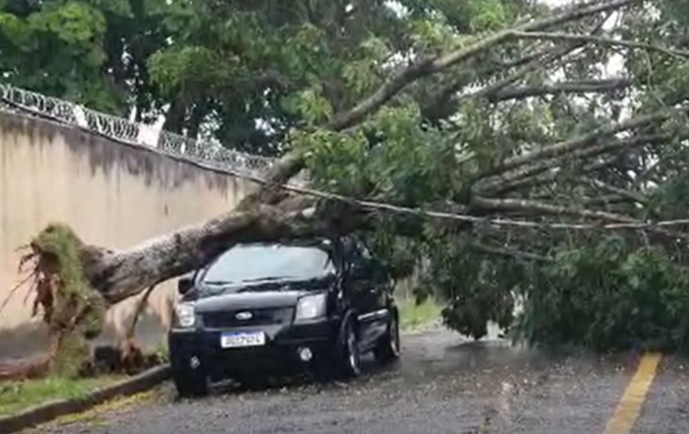 Árvore cai em cima de único carro estacionado em rua de Marília — Foto: Giovanni Dal Ponte Manso/Arquivo pessoal