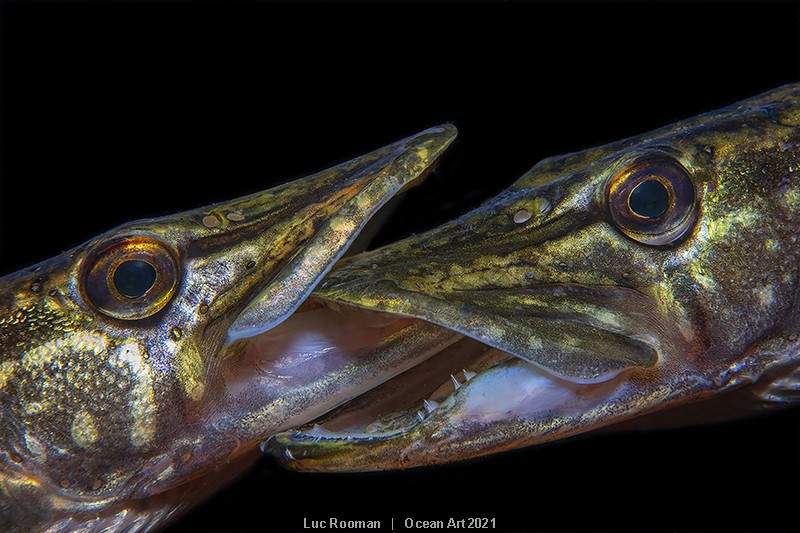 A primeira colocada na competição e vencedora na categoria 'Best of Show' foi a fotografia de dois peixes de água doce competindo (Foto: Luc Rooman)