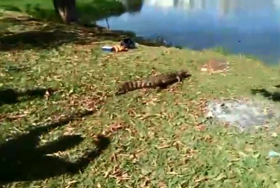 Jacaré pescado foi devolvido ao lago em Ourinhos — Foto: Arquivo Pessoal