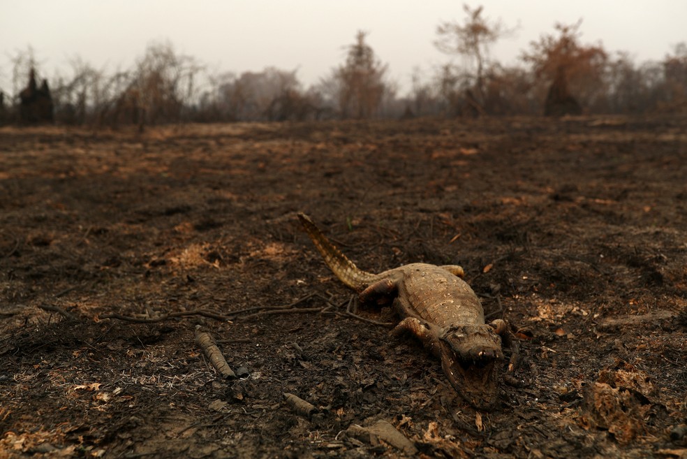 Um jacaré morto é visto em uma área que queimada após incêndio no Pantanal, a maior área úmida do mundo, em Poconé (MT) — Foto: Amanda Perobelli/Reuters