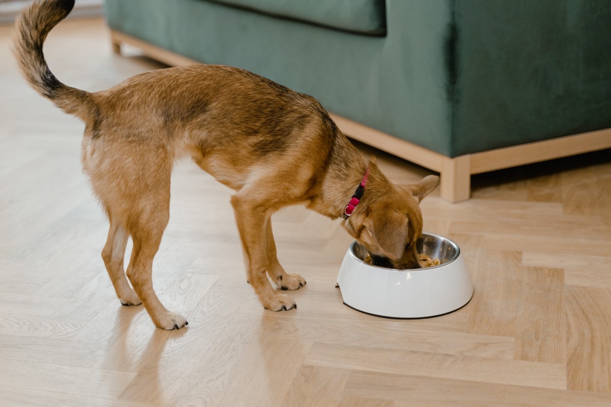 A alimentação balanceada é essencial para manter a saúde dos pets  (Foto: Pexels/ MART PRODUCTION/ CreativeCommons)