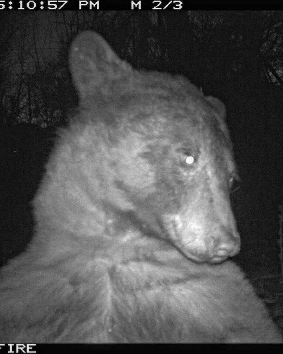 Urso flagrado por câmera com sensor de movimento em Boulder, nos EUA, janeiro de 2023. — Foto: City of Boulder Open Space & Mountain Parks