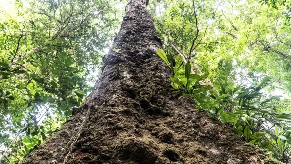 Angelim-vermelho gigante está sob ameaça por causa da ação ilegal de grileiros e garimpeiros, alertam ambientalistas — Foto: IMAZON, IDEFLOR-BIO E HAVITA RIGAMONTI via BBC News