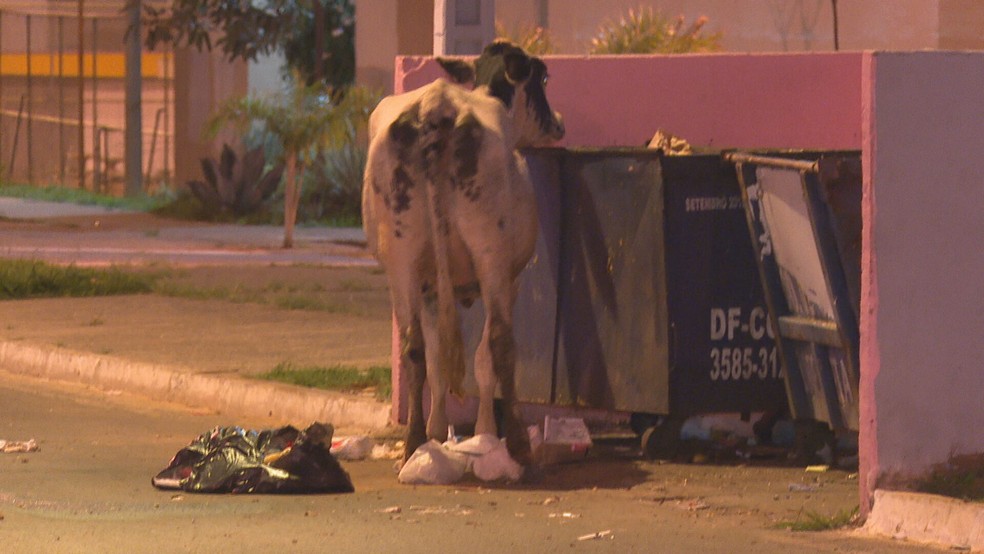 Vacas reviram lixo em quadra no Paranoá Parque, no DF — Foto: TV Globo/Reprodução