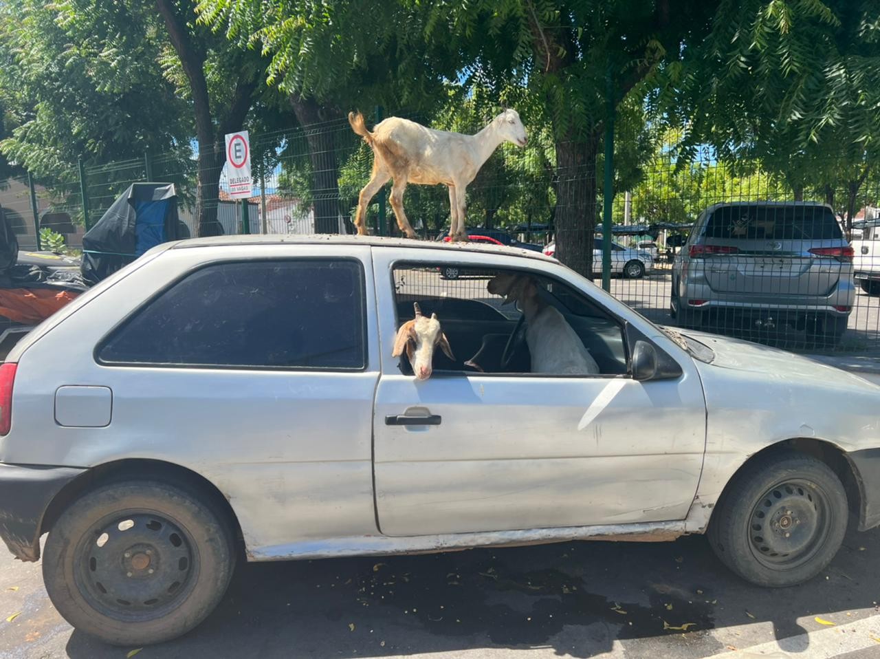 Dois são presos por furtar cabras no Ceará; animais eram levados em carro
