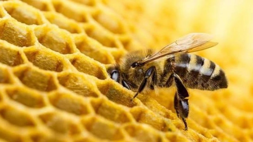 Apicultores poderão ajudar os insetos deixando uma variedade de qualidades de mel na colmeia — Foto: Getty Images via BBC
