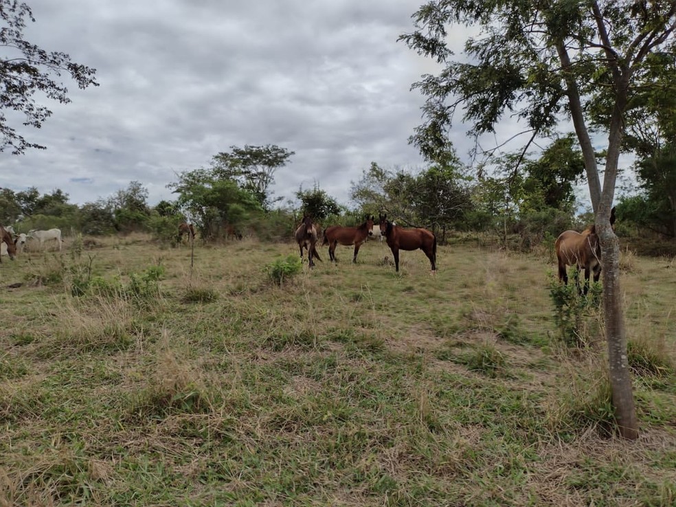 Assentados foram multados em mais de R$ 35 mil por pastoreio de gado em área de reserva, em Mirante do Paranapanema (SP) — Foto: Polícia Militar Ambiental