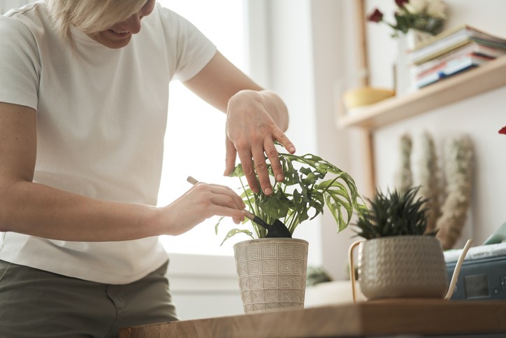 Adubo líquido para plantas: saiba como usar e preparar em casa (Foto: Getty Images)