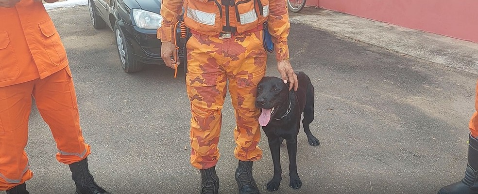 Black, cão farejador do Corpo de Bombeiros de Rondônia — Foto: Ana Cláudia Ferreira/Rede Amazônica