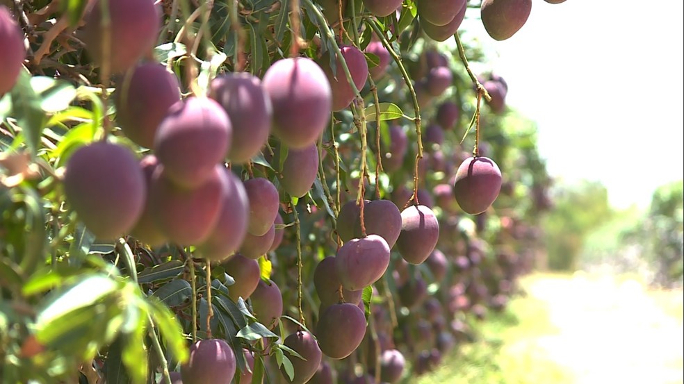 Mangas do Vale do São Francisco serão vendidas para a Coreia do Sul (Foto: Reprodução / TV Grande Rio)