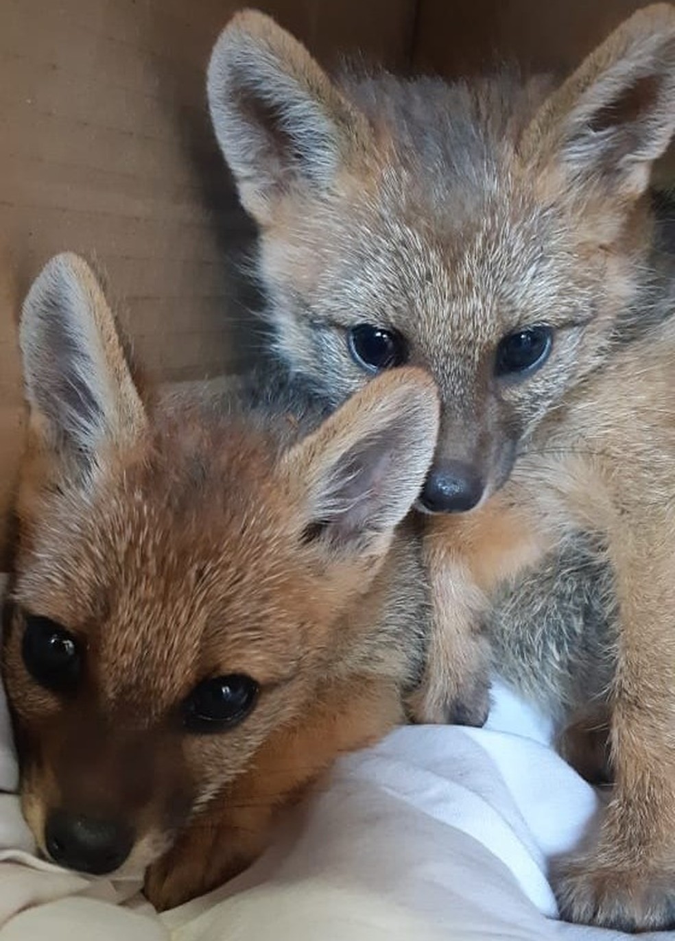 Filhotes De Raposa Sao Resgatados Em Frutal E Levados Para Hospital Em Uberaba Triangulo Mineiro G1