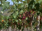 Agricultor gaúcho investe no plantio de uva em MT e comemora resultados