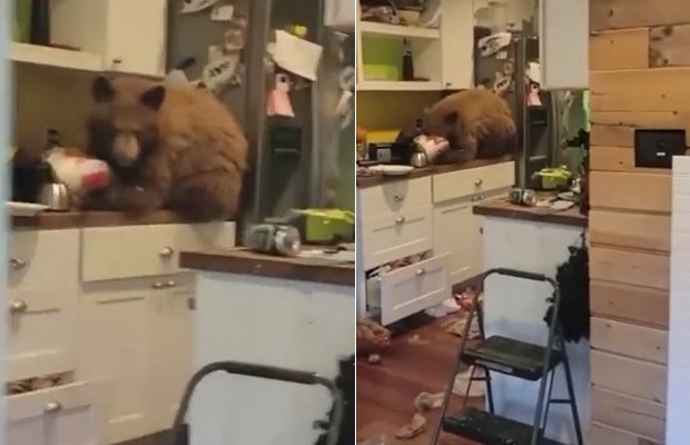 Nos EUA, homem flagra urso na cozinha de casa devorando balde de frango (Foto: Reprodução / Instagram)