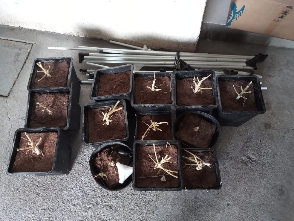 No local, foram encontrados 13 vasos contendo apenas o caule das plantas de maconha, segundo a polícia — Foto: Polícia Civil/Divulgação