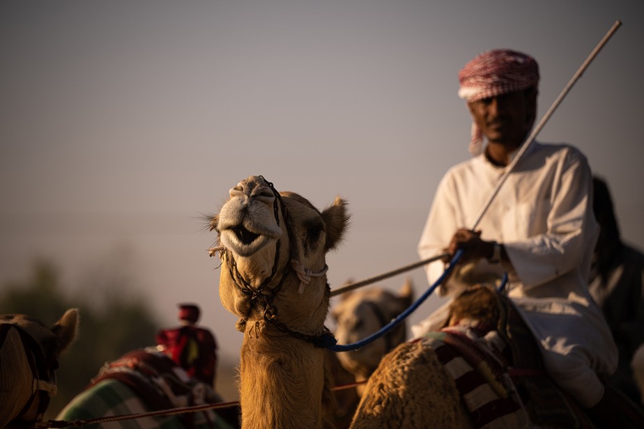 A corrida de camelos é tradicional na Ásia Central, norte da África e Oriente Médio