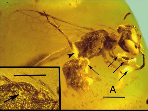 Setas apontam para alguns dos parasitas encontrados (Foto: Oregon State University/BioOne Complete)
