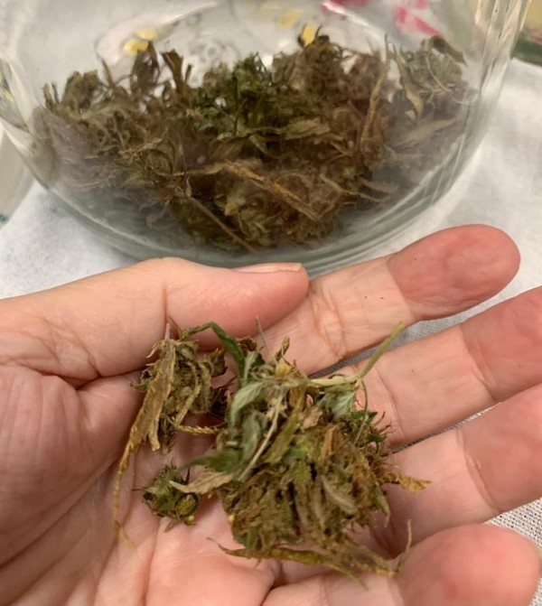 Mulher reduz tumor no c&eacute;rebro ao criar estufa de maconha dentro de casa em  SP | Mais Sa&uacute;de | G1