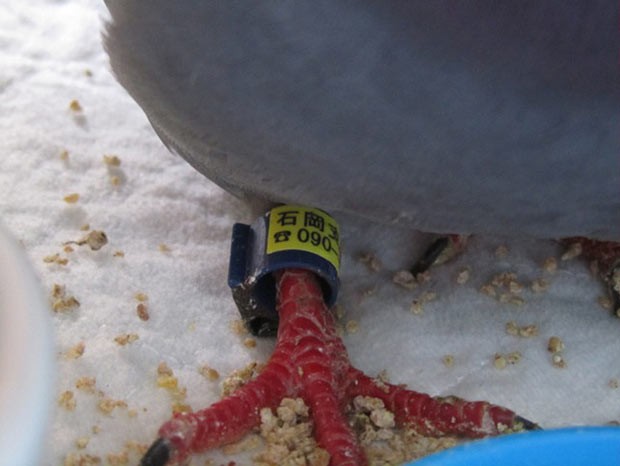 Pombo tinha número de telefone amarrado à pata (Foto: AFP / HO/Sandy Royer/Mountainaire Avian Rescue Society)