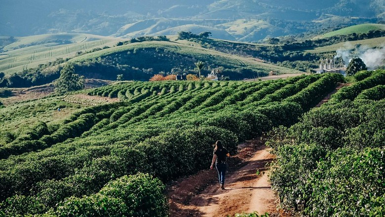 A Fazenda IP tem um total de 700 hectares, nos quais 146 são plantados café arábica da variedade bourbon (Foto: Selva Bizarria)