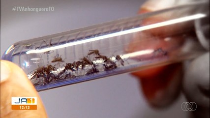 Realização de mutirões contra a dengue em Palmas tentam evitar epidemia na Capital