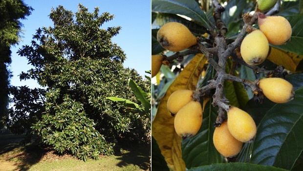 Esta árvore também é conhecida por ameixa-do-pará, ameixa-japonesa ou simplesmente ameixa-amarela (Foto: Giselda Person / TG)